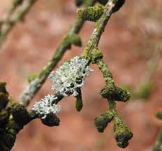 Attēlu rezultāti vaicājumam “Physcia adscendens”