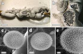 Attēlu rezultāti vaicājumam “Physarum album spores”