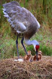 Attēlu rezultāti vaicājumam “Grus grus nest”