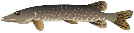 Image result for Esox lucius