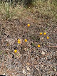 Attēlu rezultāti vaicājumam “Tubifera applanata”