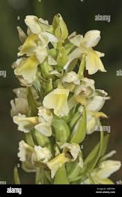 Attēlu rezultāti vaicājumam “Dactylorhiza ochroleuca bud”