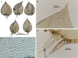 Attēlu rezultāti vaicājumam “Plagiothecium sp.”