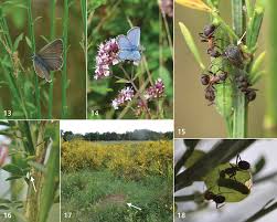 Attēlu rezultāti vaicājumam “Plebejus idas underside”