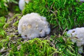 Attēlu rezultāti vaicājumam “Postia ptychogaster”