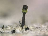 Attēlu rezultāti vaicājumam “Calicium adspersum”