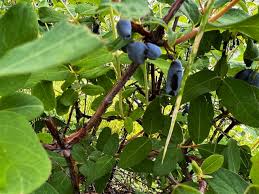 Attēlu rezultāti vaicājumam “Lonicera caerulea var. pallasii fruit”