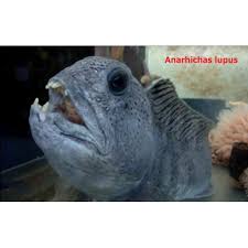 Image result for Anarhichas denticulatus