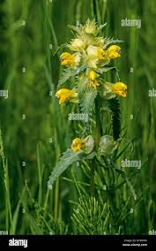 Attēlu rezultāti vaicājumam “Rhinanthus serotinus flower”