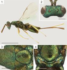 Attēlu rezultāti vaicājumam “Torymidae”