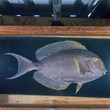 Image result for Acanthurus xanthopterus