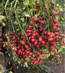 Afbeeldingsresultaat voor rose quartz tomato