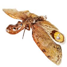 Attēlu rezultāti vaicājumam “Fuligo licentii macro”