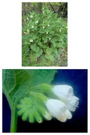 Attēlu rezultāti vaicājumam “Vicia sylvatica bud”