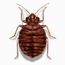 Image result for bed bugs