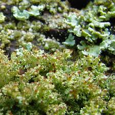 Attēlu rezultāti vaicājumam “Cladonia parasitica”