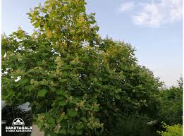 Attēlu rezultāti vaicājumam “Catalpa ovata”