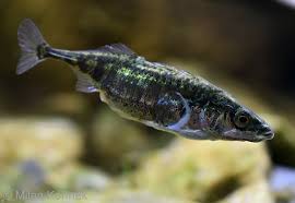 Attēlu rezultāti vaicājumam “Gasterosteus aculeatus”