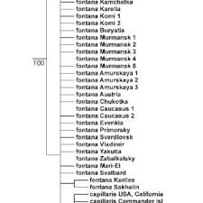 Attēlu rezultāti vaicājumam “Philonotis marchica sporophyte”