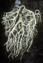 Attēlu rezultāti vaicājumam “Evernia mesomorpha”