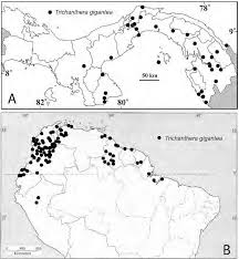 「カリーナ・モク DARKER THAN BLACK -黒の契約者-」の画像検索結果