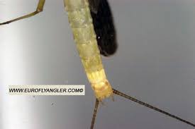 Attēlu rezultāti vaicājumam “Heptagenia sulphurea”