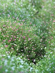 Attēlu rezultāti vaicājumam “Gypsophila muralis fruit”