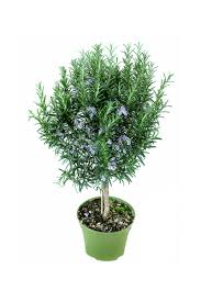 Image result for Rosmarin