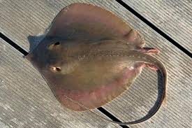 Image result for Hypanus sabinus