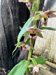 Attēlu rezultāti vaicājumam “Epipactis helleborine flower”