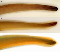 Image result for Lethenteron camtschaticum