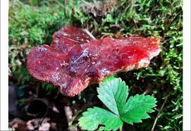 Attēlu rezultāti vaicājumam “Fistulina hepatica”
