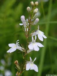 Attēlu rezultāti vaicājumam “Lobeliaceae”
