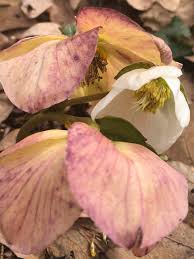 Attēlu rezultāti vaicājumam “Helleborus niger flower”