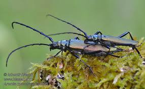 Attēlu rezultāti vaicājumam “Aromia moschata”