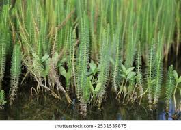 Attēlu rezultāti vaicājumam “Hippuris vulgaris leaf”