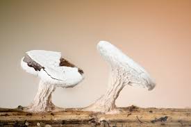 Attēlu rezultāti vaicājumam “Diderma hemisphaericum spores”