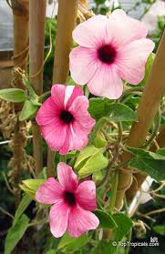 Image result for Thunbergia alata