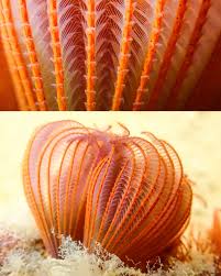 Attēlu rezultāti vaicājumam “Physarum rubiginosum sessile”