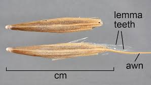 Attēlu rezultāti vaicājumam “Anisantha tectorum fruit”