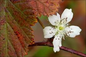 Attēlu rezultāti vaicājumam “Rubus caesius flower”