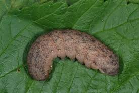 Attēlu rezultāti vaicājumam “Lacanobia contigua imago”