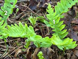 Attēlu rezultāti vaicājumam “Polypodium vulgare”