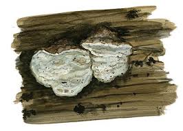 Attēlu rezultāti vaicājumam “Skeletocutis nivea”