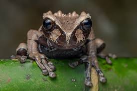 Attēlu rezultāti vaicājumam “Epirhoe tristata”