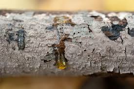 Attēlu rezultāti vaicājumam “Peniophora laurentii”