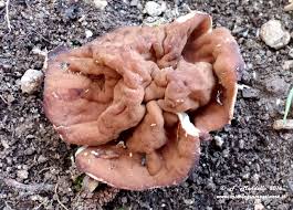 Attēlu rezultāti vaicājumam “Discina perlata”