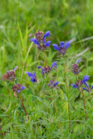 Attēlu rezultāti vaicājumam “Dracocephalum ruyschiana”