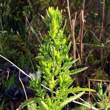 Image result for Chenopodium ambrosioides