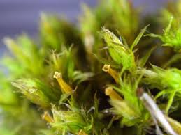 Attēlu rezultāti vaicājumam “Orthotrichum affine var. affine”